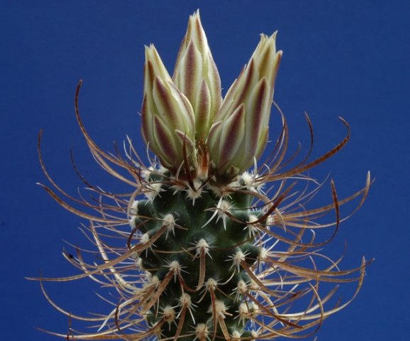 Toumeya_papyracantha_1